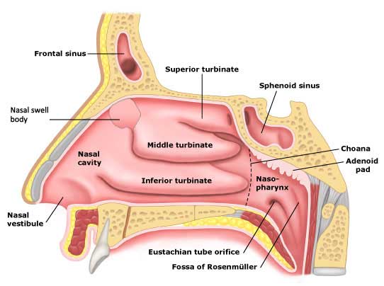 Eustachian Tube Dilation | & Sinus